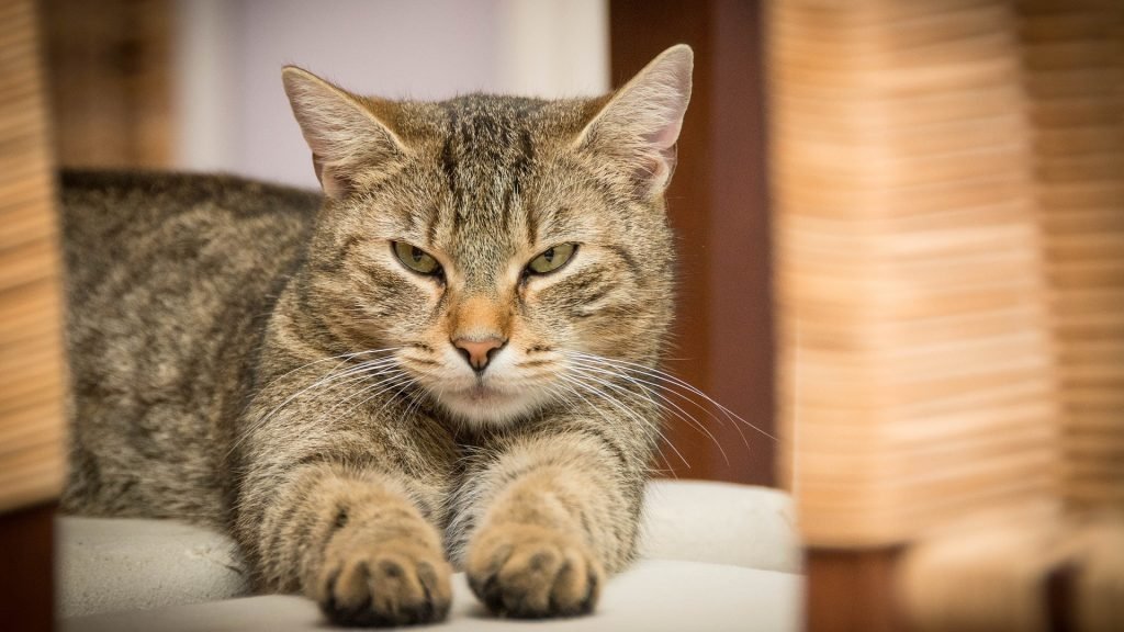 Mitos kucing katanya punya 9 nyawa?